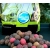 Carp Food Mix Boilies 10kg / Fruit & Sweet
